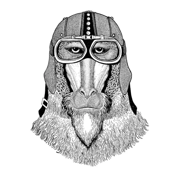Aap, baviaan, hond-aap, ape motorfiets, biker, aviator, vlieg club illustratie voor tattoo, t-shirt, embleem, badge, logo, patch — Stockfoto