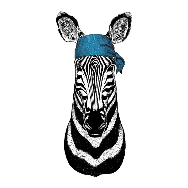 Zebra Horse Wild animal wearing bandana or kerchief or bandanna Image for Pirate Seaman Sailor Biker Motorcycle — Stock Photo, Image