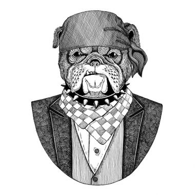 Bulldog, köpek vahşi motorcu, bandana el çizilmiş resim için dövme, amblem, rozet, logo, yama, t-shirt giyen korsan hayvan