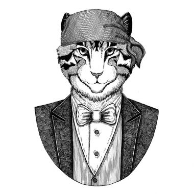 Kedi, yerli kedi ayı, Kuzey Amerika boz ayısı vahşi motorcu, bandana el çizilmiş resim için dövme, amblem, rozet, logo, yama, t-shirt giyen korsan hayvan