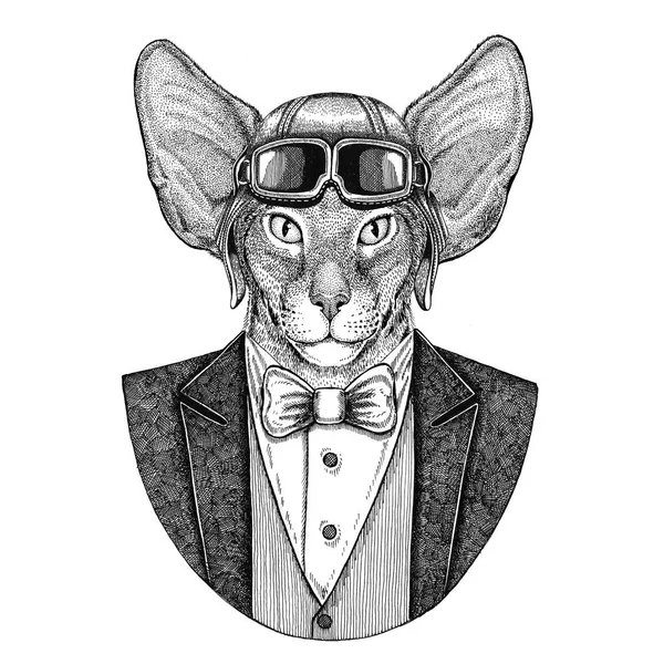 Oriental gato com orelhas grandes Animal usando capacete aviador e jaqueta com gravata borboleta Flying club ilustração desenhada à mão para tatuagem, t-shirt, emblema, logotipo, crachá, patch — Fotografia de Stock