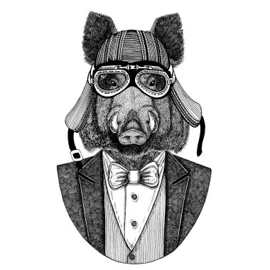 Aper, yaban domuzu, domuz, yaban domuzu, aper. Papyon ve motosiklet kask ya da aviatior kask ile ceket hayvan. Şık motorcu, motosiklet binici. Dövme, t-shirt, amblem, rozet, logo, yamalar için görüntü