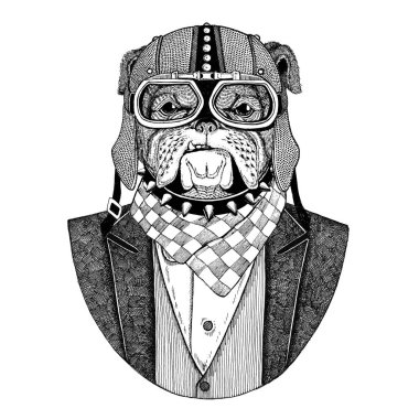Bulldog, köpek. Papyon ve motosiklet kask ya da aviatior kask ile ceket hayvan. Şık motorcu, motosiklet binici. Dövme, t-shirt, amblem, rozet, logo, yama için görüntü