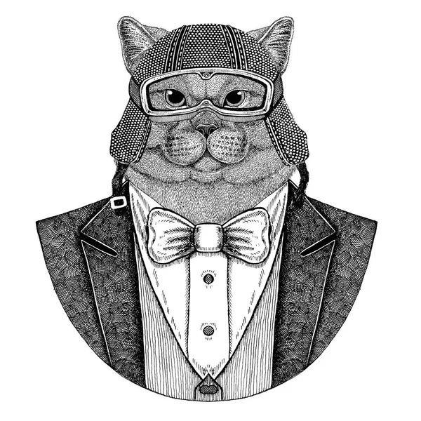 Brithish kedi. Zarif hayvan. Papyon ve motosiklet kask ya da aviatior kask ile ceket hayvan. Şık motorcu, motosiklet binici. Dövme, t-shirt, amblem, rozet, logo, yamalar için görüntü