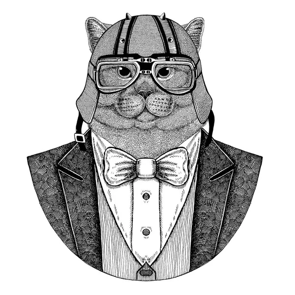 Registreerden de kat. Elegante dier. Dier vest met ' bow-tie en biker helm of aviatior helm dragen. Elegante biker, motorrijder. Afbeelding voor tattoo, t-shirt, embleem, badge, embleem, patches — Stockfoto