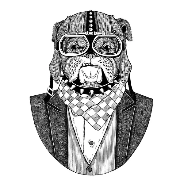 Bulldog, cão. Revestimento animal com gravata borboleta e capacete motociclista ou capacete aviador. Motociclista elegante, motociclista. Imagem para tatuagem, t-shirt, emblema, emblema, logotipo, remendo — Fotografia de Stock