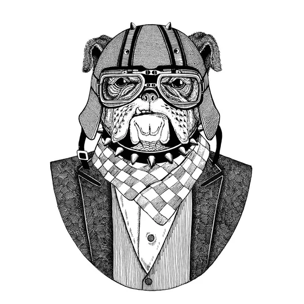 Bulldog, perro. Chaqueta de animales con pajarita y casco de motociclista o casco de aviador. Motociclista elegante, motorista. Imagen para tatuaje, camiseta, emblema, placa, logotipo, parche —  Fotos de Stock