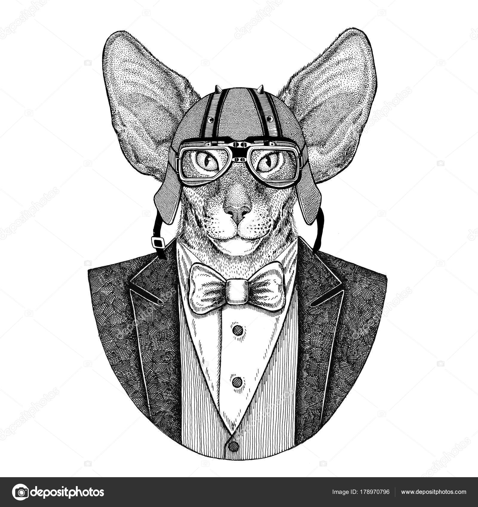 Orientalische Katze Mit Großen Ohren Hand Gezeichnete