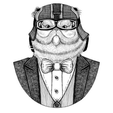 Kabarık Farsça kedi hayvan giyen ceketle papyon ve motosiklet kask ya da aviatior kask portresi. Şık motorcu, motosiklet binici, havacı. Dövme, t-shirt, amblem, rozet, logo, yamalar için görüntü