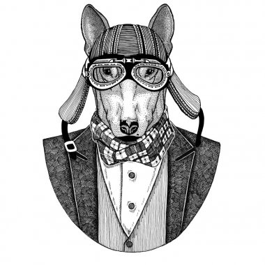 Boğa korkunç. Köpek. Papyon ve motosiklet kask ya da aviatior kask ile ceket hayvan. Şık motorcu, motosiklet binici, havacı. Dövme, t-shirt, amblem, rozet, logo, yamalar için görüntü