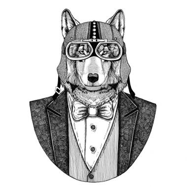 Kurt, yaban köpeği papyon ve motosiklet kask ya da aviatior kask ile hayvan giyen ceket. Şık motorcu, motosiklet binici, havacı. Dövme, t-shirt, amblem, rozet, logo, yama için görüntü