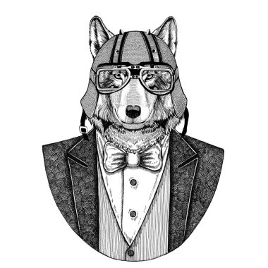 Kurt, yaban köpeği papyon ve motosiklet kask ya da aviatior kask ile hayvan giyen ceket. Şık motorcu, motosiklet binici, havacı. Dövme, t-shirt, amblem, rozet, logo, yama için görüntü