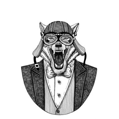 Kurt, yaban köpeği papyon ve motosiklet kask ya da aviatior kask ile hayvan giyen ceket. Şık motorcu, motosiklet binici, havacı. Dövme, t-shirt, amblem, rozet, logo, yama için görüntü