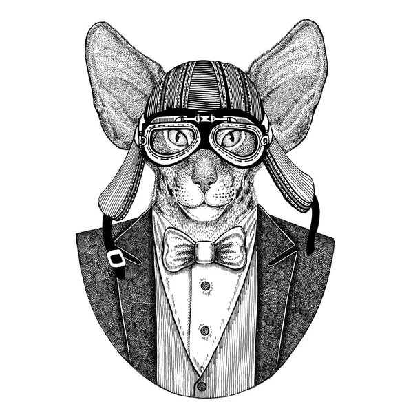 Oosterse kat met grote oren Hand getekende illustratie voor tattoo, e — Stockfoto