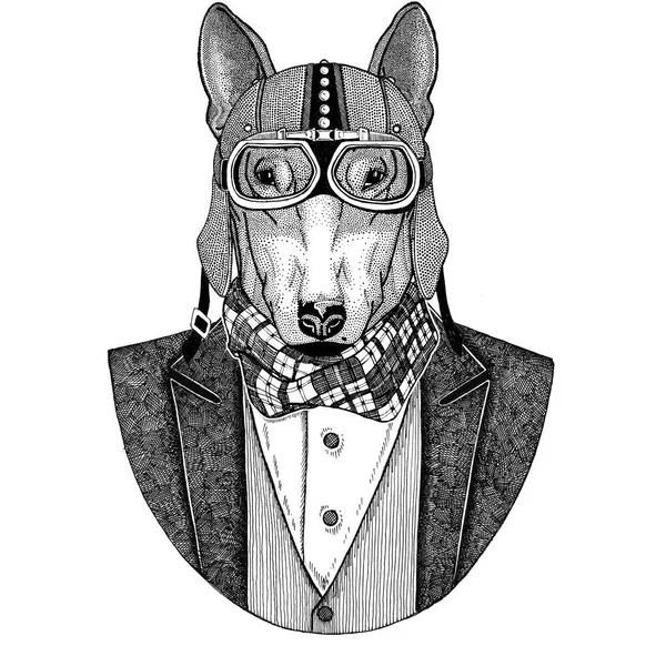 Toro terrier. Perro. Chaqueta de animales con pajarita y casco de motociclista o casco de aviador. Motociclista elegante, motociclista, aviador. Imagen para tatuaje, camiseta, emblema, insignia, logotipo, parches — Foto de Stock