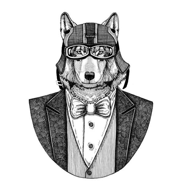 Lobo, cão selvagem Animal vestindo jaqueta com gravata borboleta e motoqueiro capacete ou capacete aviador. Elegante motociclista, motociclista, aviador. Imagem para tatuagem, t-shirt, emblema, emblema, logotipo, remendo — Fotografia de Stock