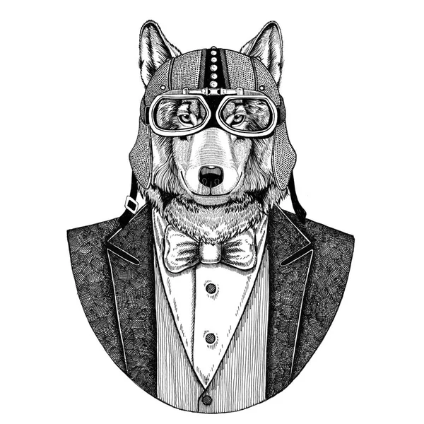 Волк, дикая собака Животное в куртке с бабочкой и байкерским шлемом или шлемом летчика. Элегантный байкер, мотоциклист, авиатор. Изображение для татуировки, футболки, эмблемы, значка, логотипа, патча — стоковое фото