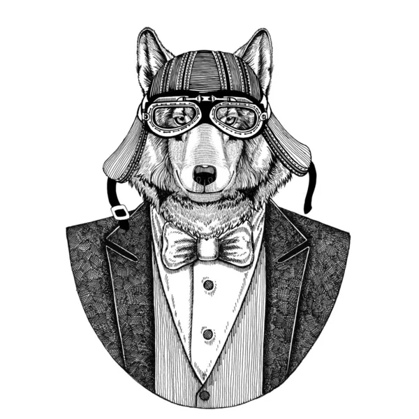 Lobo, cão selvagem Animal vestindo jaqueta com gravata borboleta e motoqueiro capacete ou capacete aviador. Elegante motociclista, motociclista, aviador. Imagem para tatuagem, t-shirt, emblema, emblema, logotipo, remendo — Fotografia de Stock