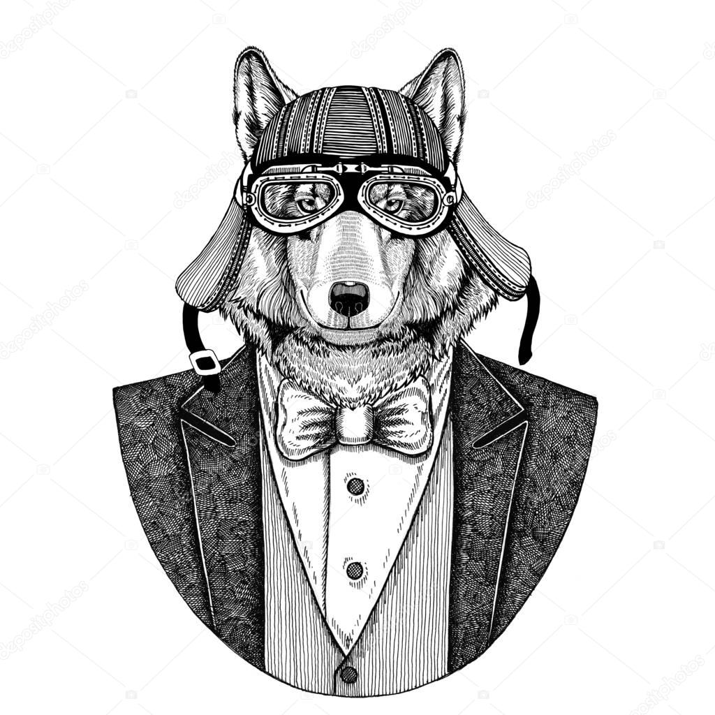 Wolf, wild dog Animal wearing jacket with bow-tie and biker helmet or aviatior helmet. Elegant biker, motorcycle rider, aviator. Image for tattoo, t-shirt, emblem, badge, logo, patches