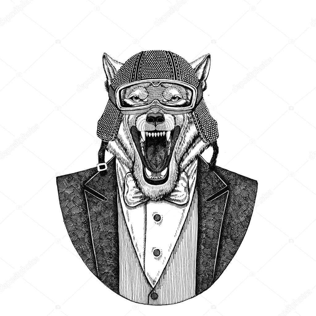 Wolf, wild dog Animal wearing jacket with bow-tie and biker helmet or aviatior helmet. Elegant biker, motorcycle rider, aviator. Image for tattoo, t-shirt, emblem, badge, logo, patches