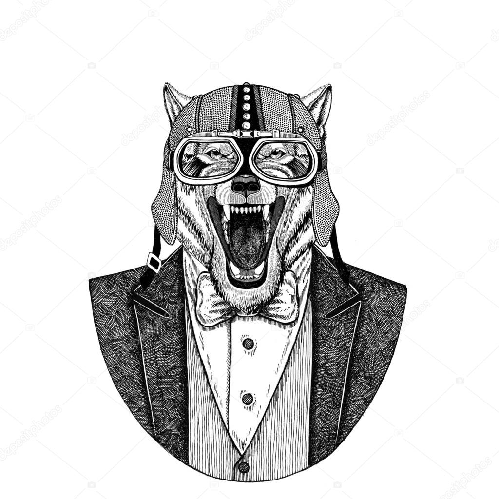Wolf, wild dog Animal wearing jacket with bow-tie and biker helmet or aviatior helmet. Elegant biker, motorcycle rider, aviator. Image for tattoo, t-shirt, emblem, badge, logo, patches