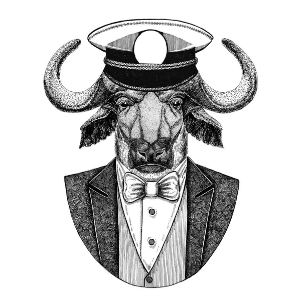 Buffalo, bull, wół zwierząt noszenia kurtka z muszkę i capitans osiągnął cap elegancka marynarza, navy, capitan pirata. Obraz dla t-shirt, godło, odznaka, logo, tatuaż, patche — Zdjęcie stockowe