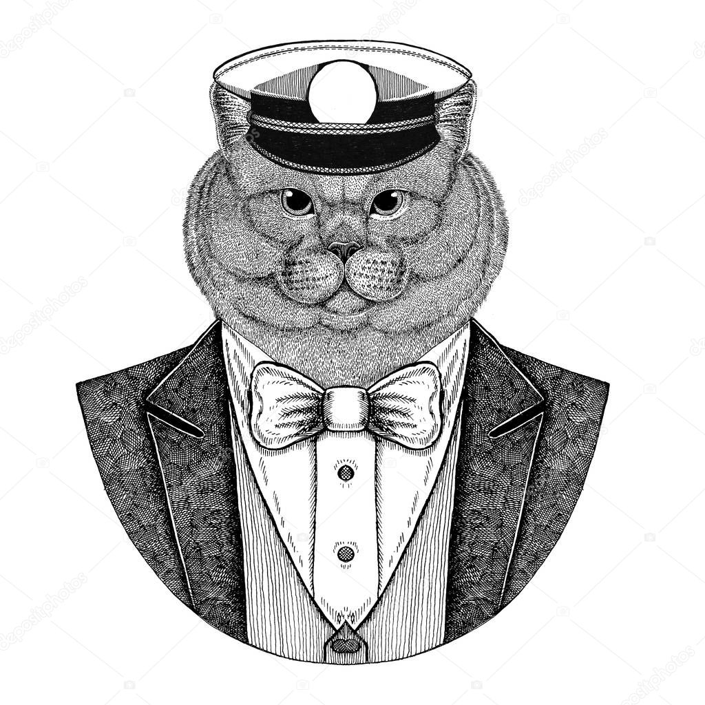 Brithish noble cat Male Animal wearing jacket with bow-tie and capitans peaked cap Elegant sailor, navy, capitan, pirate. Image for tattoo, t-shirt, emblem, badge, logo, patches