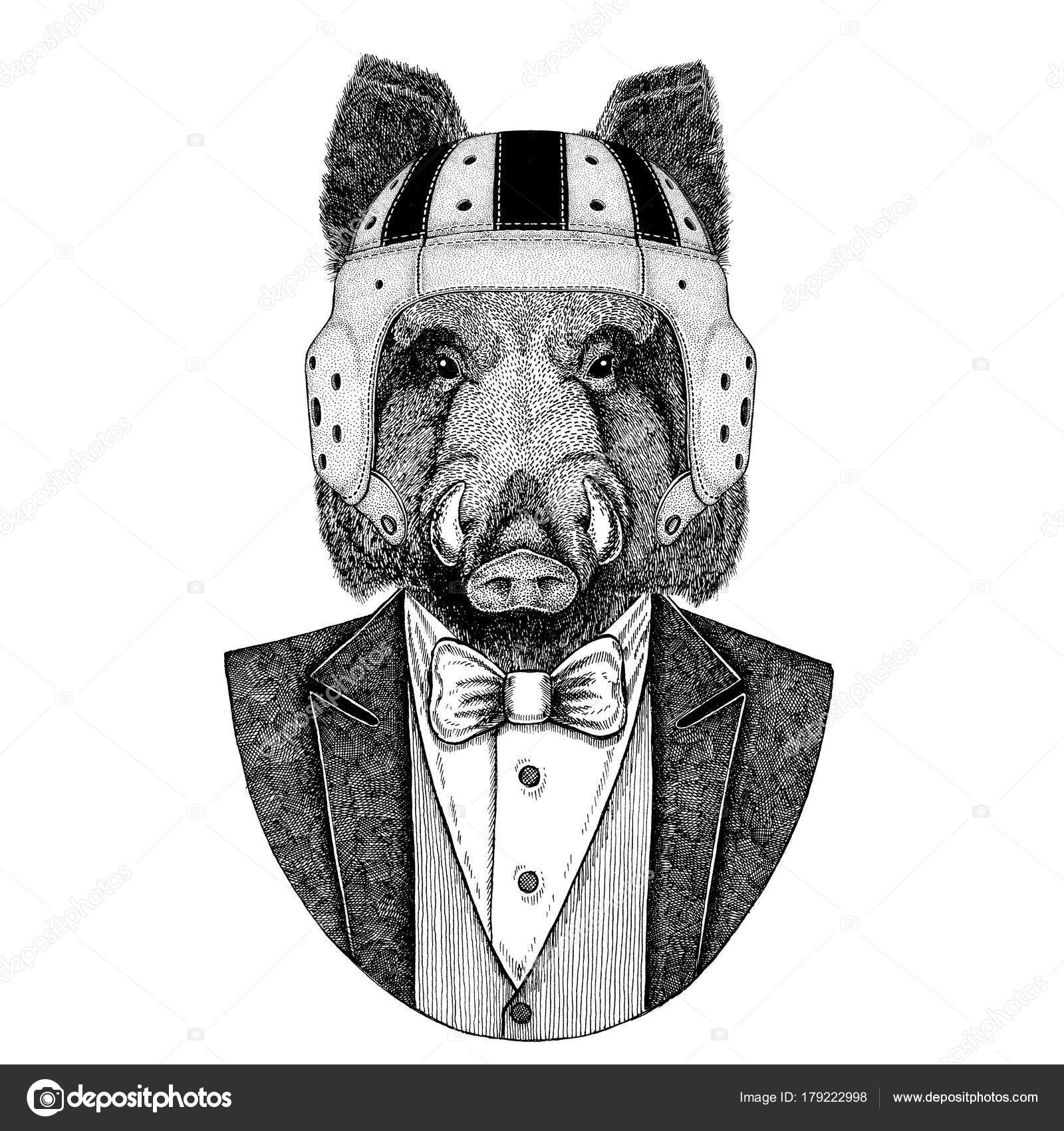 Aper, boar, hog, wild boar Elegant rugby player. Old school vintage rugby helmet. American