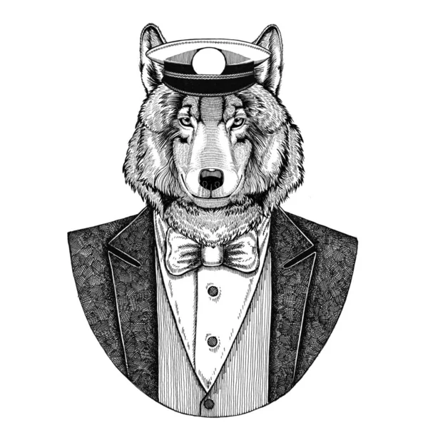 Wolf Dog Animal wearing jacket with bow-tie and capitans peaked cap Elegant sailor, navy, capitan, pirate. Image for tattoo, t-shirt, emblem, badge, logo, patches — Stock Photo, Image