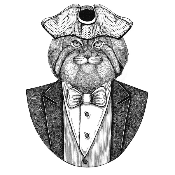 Άγρια γάτα Manul ζώο φορώντας cocked καπέλο, τρίκοχο χέρι συρμένο εικόνα για τατουάζ, t-shirt, έμβλημα, σήμα, λογότυπο, μπαλώματα — Φωτογραφία Αρχείου