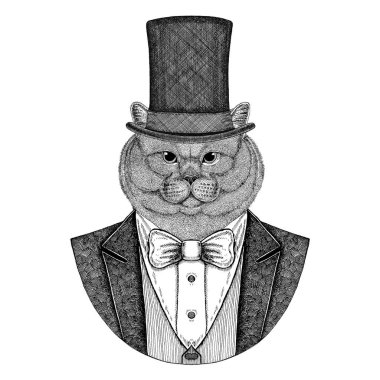 İngiliz kedi. Papyon ve ipek şapka, kunduz şapka, silindir şapka ile ceket hayvan. Zarif vintage hayvan. Dövme, t-shirt, amblem, rozet, logo, yama için görüntü