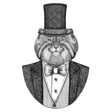 Vahşi kedi, Manula. Papyon ve ipek şapka, kunduz şapka, silindir şapka ile ceket hayvan. Zarif vintage hayvan. Dövme, t-shirt, amblem, rozet, logo, yama için görüntü