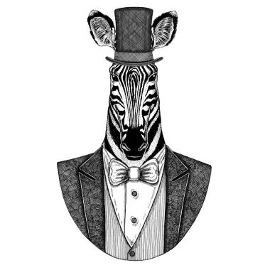 Zebra, at. Papyon ve ipek şapka, kunduz şapka, silindir şapka ile ceket hayvan. Zarif vintage hayvan. Dövme, t-shirt, amblem, rozet, logo, yama için görüntü