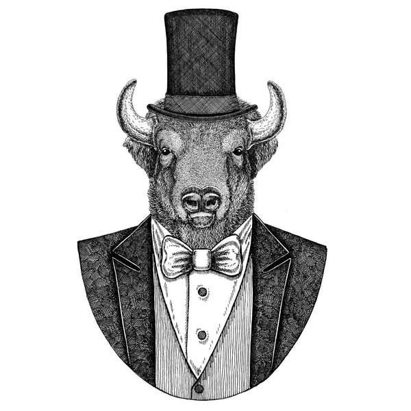 Buffalo, Bölény, ökör, bika. Állat visel a csokornyakkendő és a selyem-kalapot, hód kalap, hengeres top kalap kabát. Elegáns vintage állat. Kép tetoválás, póló, jelkép, jelvény, embléma, javítás — Stock Fotó