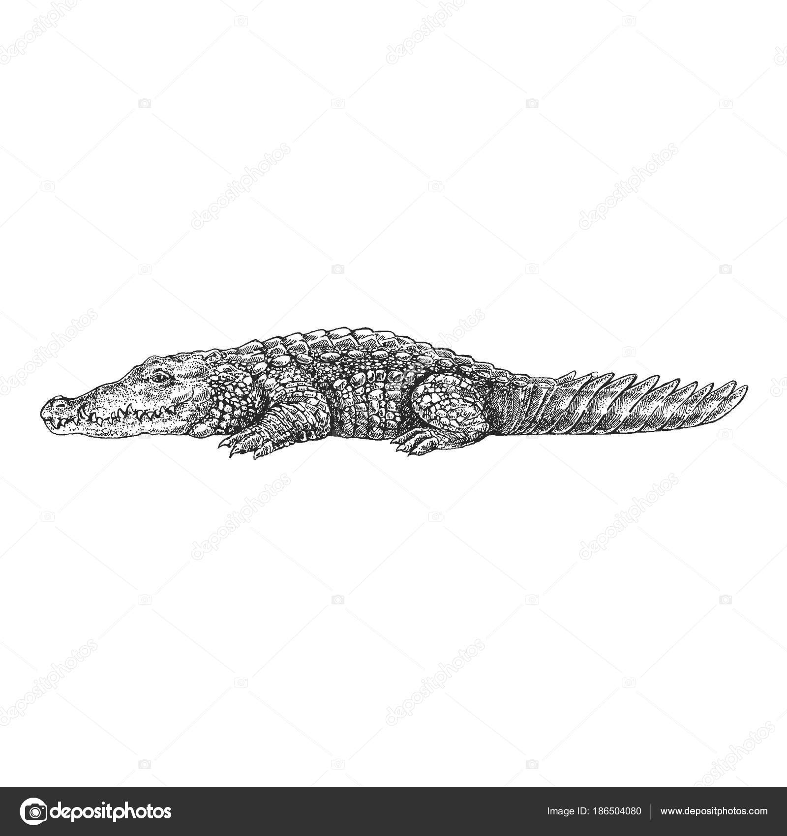 Crocodile, alligator. Zoo. Hand drawn illustration for tattoo design,  emblem, badge, t-shirt print. Engraving of wild animal. Classic vintage  style image. Stock Illustration by ©Helen_F #186504080