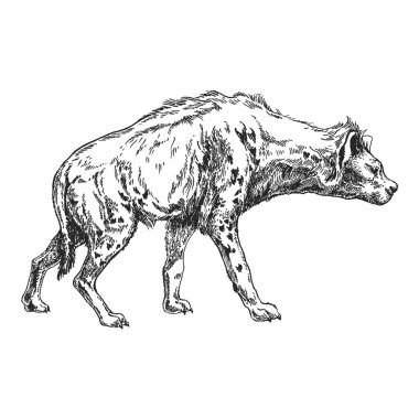 Sırtlan. Hayvanat Bahçesi. Afrika faunası. Dövme tasarım, amblem, rozet, t-shirt baskı için çizilmiş şekil ver. Vahşi hayvan oyma. Klasik vintage tarzı görüntü.