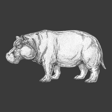 Hayvanat Bahçesi. Afrika faunası. Dövme tasarım, amblem, rozet, t-shirt baskı için çizilmiş şekil ver. Vahşi hayvan oyma. Klasik vintage tarzı görüntü.