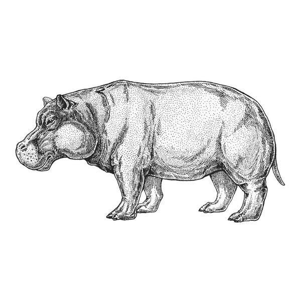 Зоопарк. Африканская фауна. Ручная иллюстрация для рисунка татуировки, эмблемы, значка, печати футболки. Гравировка дикого животного. Классический винтажный стиль
.