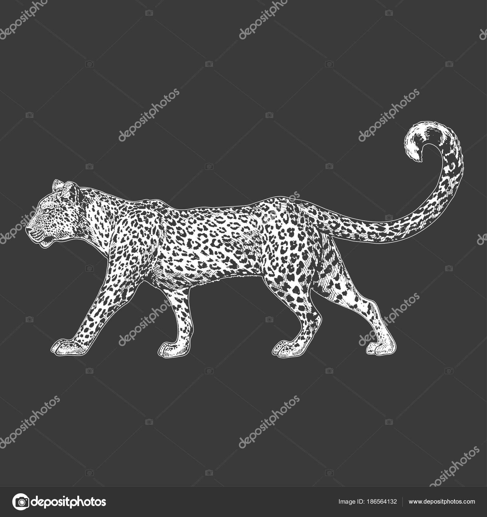 puma leopard