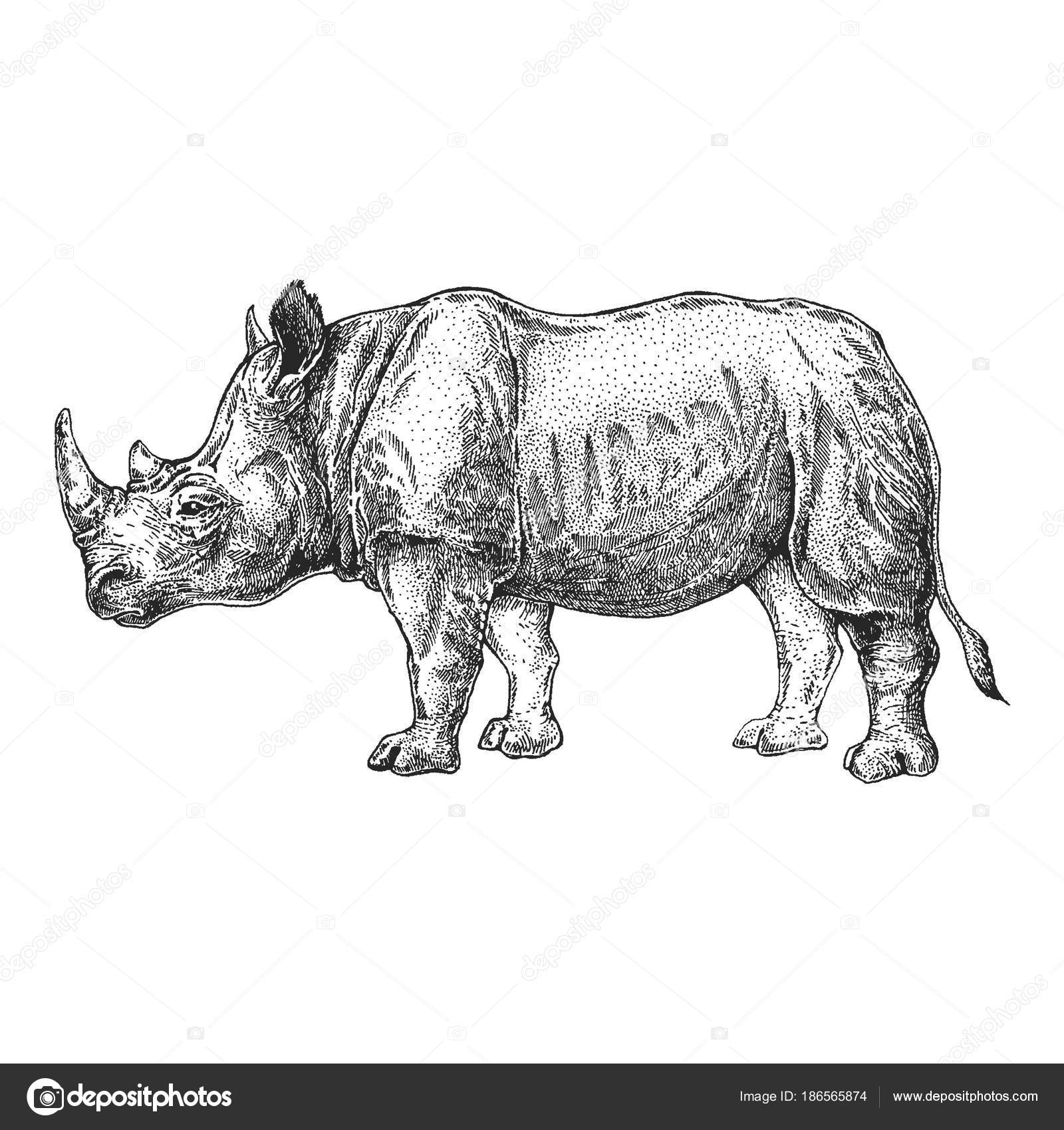すべての動物の画像 エレガント動物 サイ イラスト