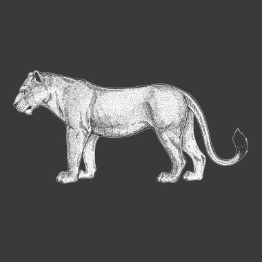 Hayvanat Bahçesi. Afrika faunası. Aslan, vahşi kedi. Dövme tasarım, amblem, rozet, t-shirt baskı için çizilmiş şekil ver. Vahşi hayvan oyma. Klasik vintage tarzı görüntü.