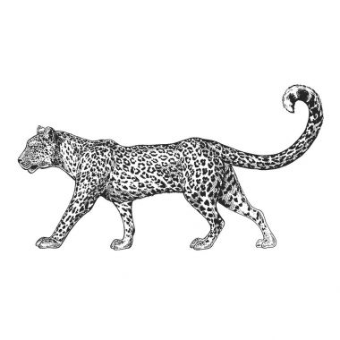 Hayvanat Bahçesi. Afrika faunası. Puma, leopar, yaban kedisi, coguar, dağ aslanı. Dövme tasarım, amblem, rozet, t-shirt baskı için çizilmiş şekil ver. Vahşi hayvan oyma. Klasik vintage tarzı görüntü.