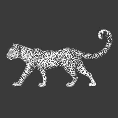 Hayvanat Bahçesi. Afrika faunası. Puma, leopar, yaban kedisi, coguar, dağ aslanı. Dövme tasarım, amblem, rozet, t-shirt baskı için çizilmiş şekil ver. Vahşi hayvan oyma. Klasik vintage tarzı görüntü.