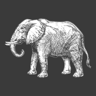 Hayvanat Bahçesi. Afrika faunası. Fil. Dövme tasarım, amblem, rozet, t-shirt baskı için çizilmiş şekil ver. Vahşi hayvan oyma. Klasik vintage tarzı görüntü.