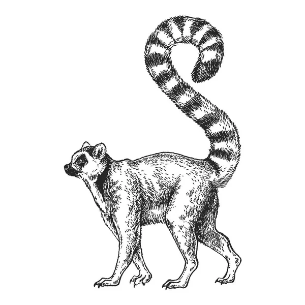Dierentuin. Afrikaanse fauna. Lemur, Madagaskar. De hand getekende illustratie voor tattoo ontwerp, embleem, badge, t-shirt print. Gravure van wilde dieren. Afbeelding van de klassieke vintage stijl. — Stockvector