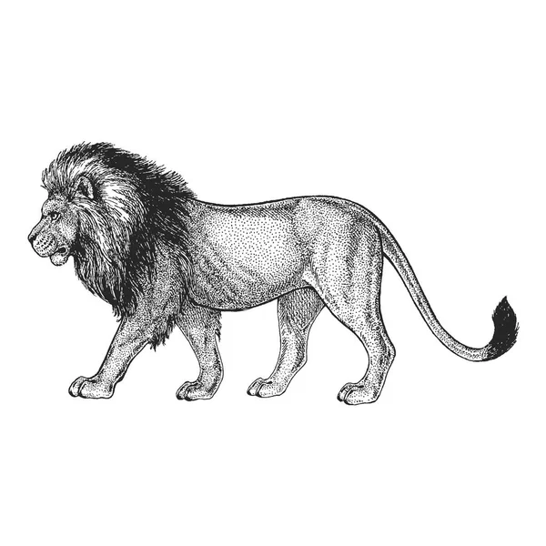 동물원입니다. 아프리카 동물군입니다. 사자, 야생 고양이입니다. 그려진된 그림 문신 디자인, 휘장, 배지, t-셔츠 인쇄에 대 한 손. 야생 동물의 조각. 클래식 빈티지 스타일 이미지. — 스톡 벡터