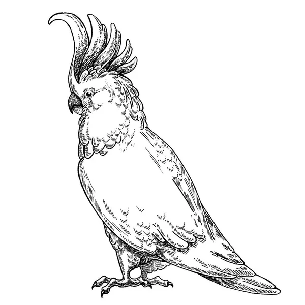 Zoo. Fauna africana. Cockatoo, uccello, pappagallo. Illustrazione disegnata a mano per il disegno del tatuaggio, emblema, distintivo, stampa t-shirt. Incisione di animali selvatici. Immagine classica in stile vintage . — Vettoriale Stock