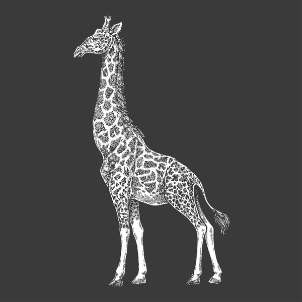 Girafe. Camélopard. Zoo. La faune africaine. Tiré à la main. Design de tatouage. Gravure d'animaux sauvages pour emblème, badge, tatouage, impression de t-shirt . — Image vectorielle