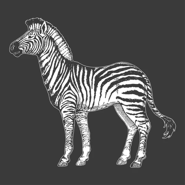 Zoológico. Fauna africana. Caballo de cebra. Ilustración dibujada a mano para el diseño del tatuaje, emblema, insignia, impresión de la camiseta. Grabado de animales salvajes. Imagen de estilo vintage clásico . — Vector de stock