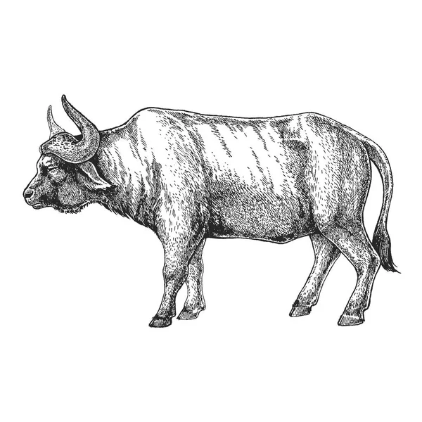 Zoo. Afrikanska faunan. Bull, Oxen, buffalo. Handen ritade illustration för tatuering design, emblem, badge, t-shirt print. Gravyr av vilda djur. Klassiska vintage stil bild. — Stock vektor